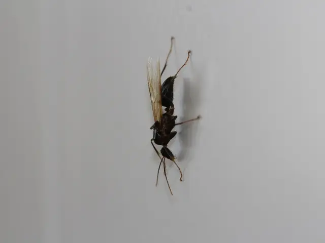 Fighter jet crash in Kuantan attributable to bird collision, according to RMAF commander