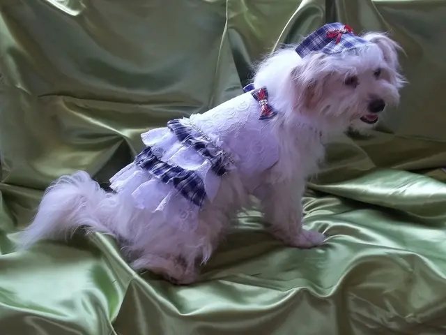 Embracing Baldness: Chinese Crested Dog Mugly, the Unconventional Top Dog in Britain