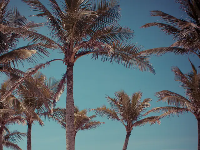 Trash collection in Australia becomes a competitive sport through the introduction of Japanese...