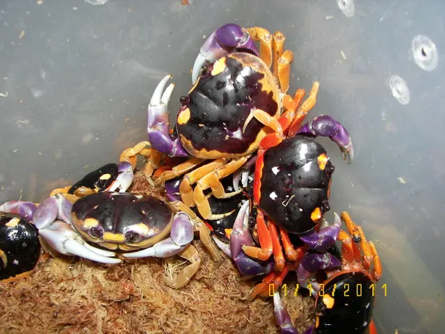 Criminal Activity at Lake Constance: A Mysterious Thief Swiftly Emerges and vanishes Just as...