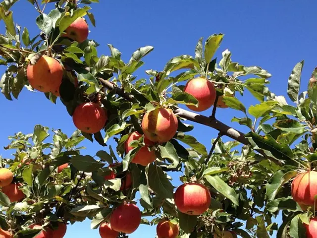 Harvest yields fewer apples this season due to weather conditions enhancing their taste.