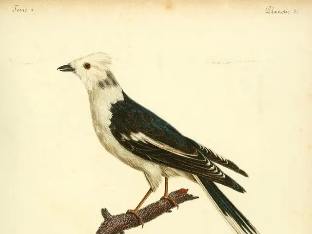 Pope Francis underscores the importance of gratitude to Spanish soccer players