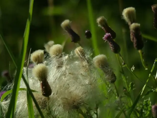 Agricultural policy initiatives have already been implemented by the Commission to guarantee their...