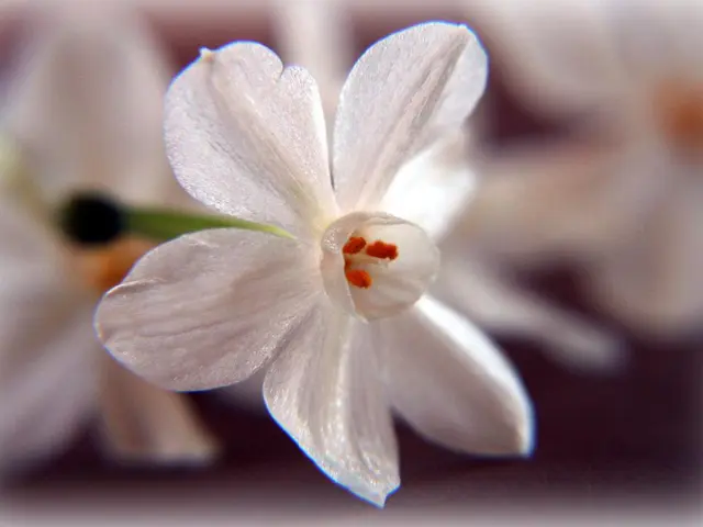 Update on Pollenflug Moers: Multiple pollen types in circulation on Friday - Identifying the active...