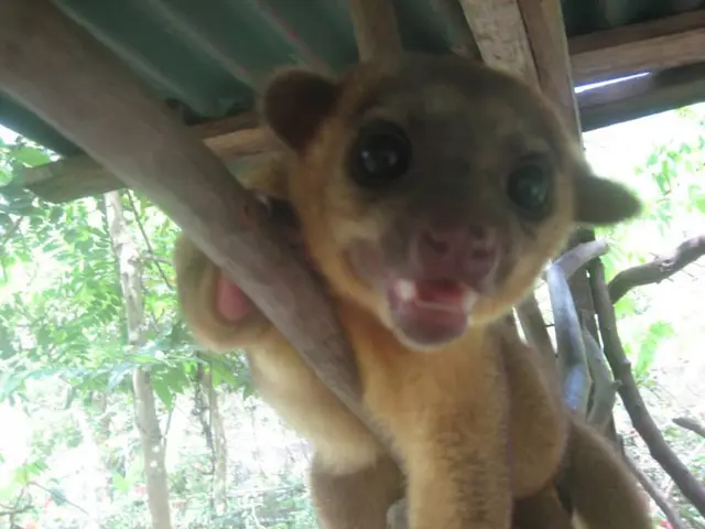 Animal aid screening event in Riga to support animals in Ukraine