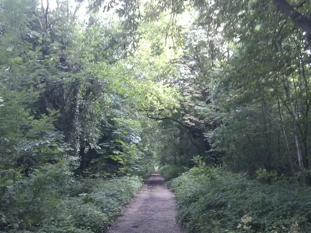 Organization's Perspective on Proposed Repeal of Roadless Rule