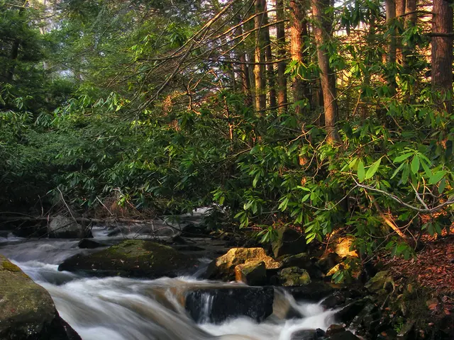 Fubara's Absence at Tinubu's Government House Following Reinstatement Explained