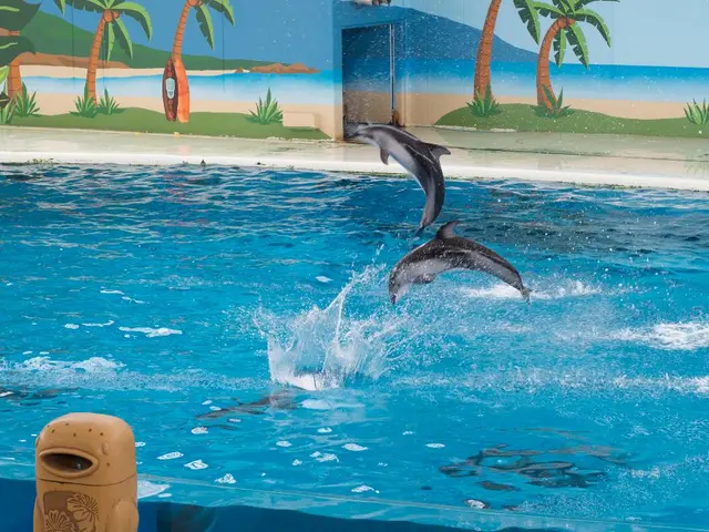 Buffalo Dolphins' resurgence falls flat, losing 31-21 after late-game interception thwarts comeback...