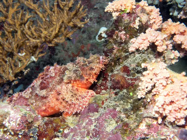 Global accord safeguarding Earth's oceans set for activation