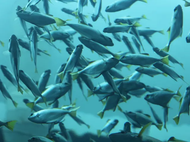 Ongoing Fish Deaths South of Streator