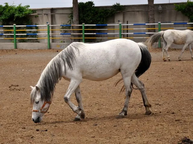 Champion hurdle victor, Golden Ace's dam, slated for auction at Goffs in December.