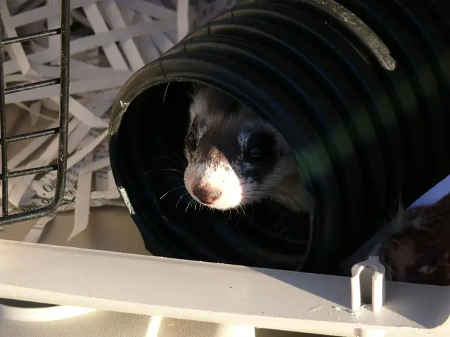 Political Tactics Focused on Securing Funding for Local Projects