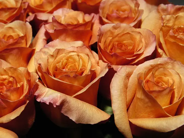 Love and conflict abound in 'The Roses,' as Olivia Colman and Benedict Cumberbatch lock horns.