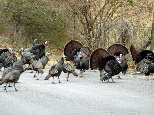 Trump Set to Meet with Erdogan, Anticipates Resolving Dispute over Warplanes