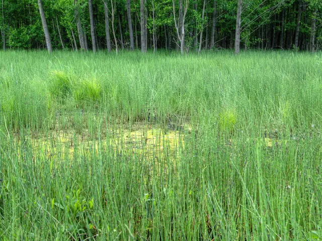 Politicians and Trump administration officials contemplate farmer relief measures for the current...