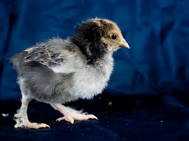 Users on TikTok express their cherished finds in the trend "1 Girl, 10 Obsessions"