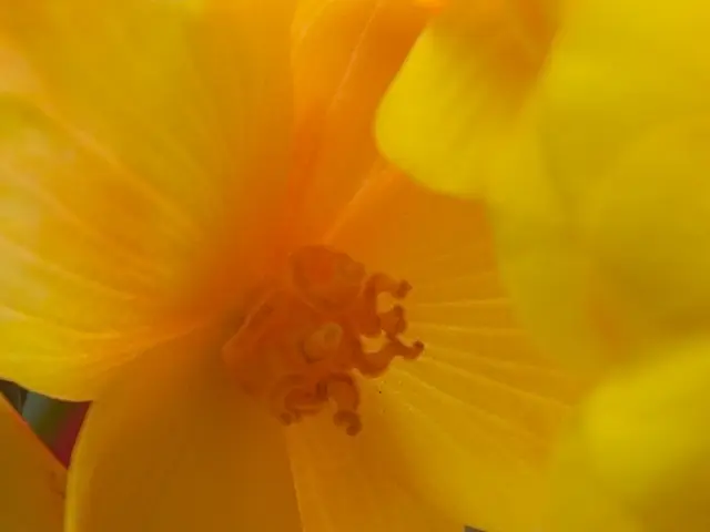 Saturday's Pollenflug Oberhausen: Multiple pollen releases forecasted - What specific pollen types...