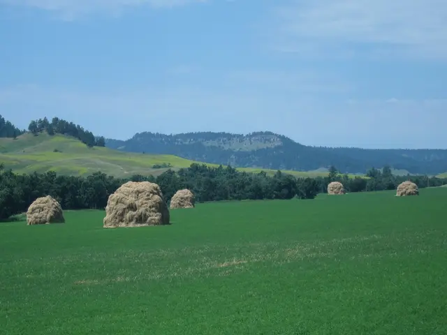 Current airborne pollen in Mönchengladbach on Saturday: predominantly Ambrosia and grass pollen