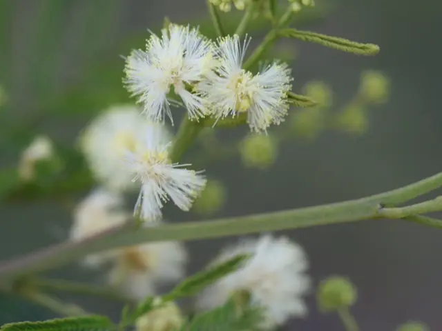 Sarri's merit shining in Rosa del Napoli, according to Orlandini