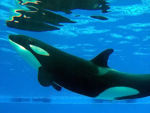 Stranded humpback calf encounters fishing nets near Marcoola Beach in the Sunshine Coast region