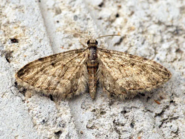 Nerd Butterflies Introduce Their Latest Tripod Equipment