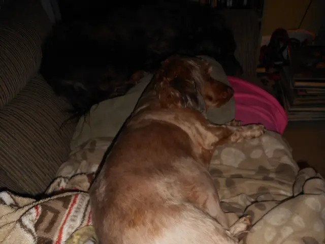 UK Homelessness Minister, Rushanara Ali, Steps Down Amid Outcry over £700 Rent Increase and...