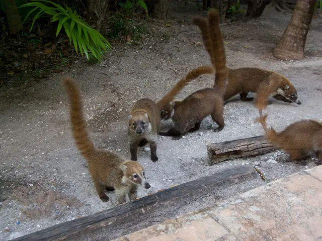 Streaming service Netflix introduces highly acclaimed crime family saga, allowing viewers to catch...