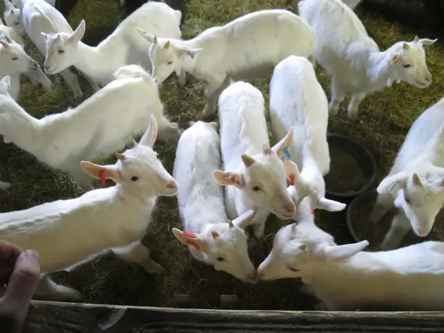 Saturday afternoon outing with goats