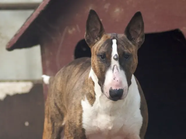 Police in Aurora release footage of officer saving canine from burning home