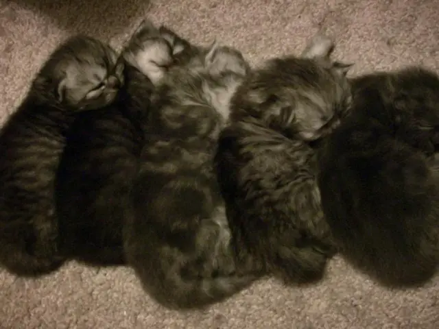 Villainous roles to be voiced by Ginnifer Goodwin and Utkarsh Ambudkar in the upcoming season of...