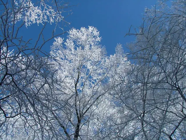 Adverse Conditions Threaten Tree Safety