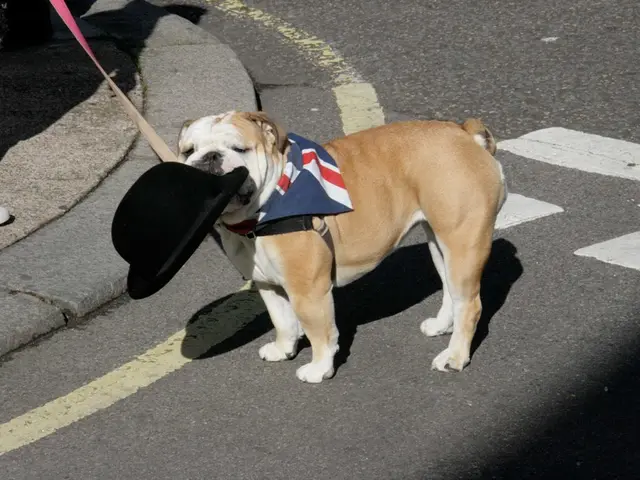 In this image there is a dog standing on the road and there is a hat in the dog's mouth. On the...
