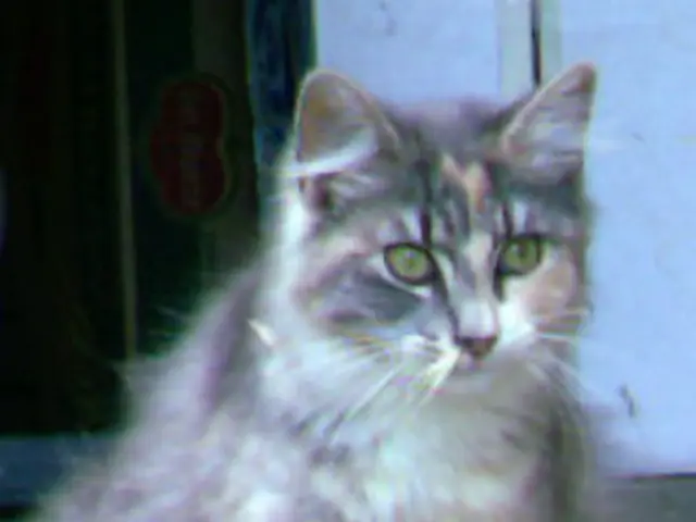 As we can see in the image there is cat, white color wall and a door.