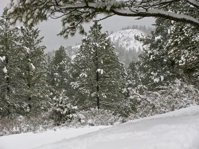 As we can see in the image there is snow, trees and sky.