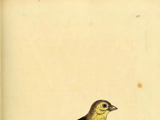 In this image I see a drawing of a bird which is of maroon, yellow and white in color and I see the...