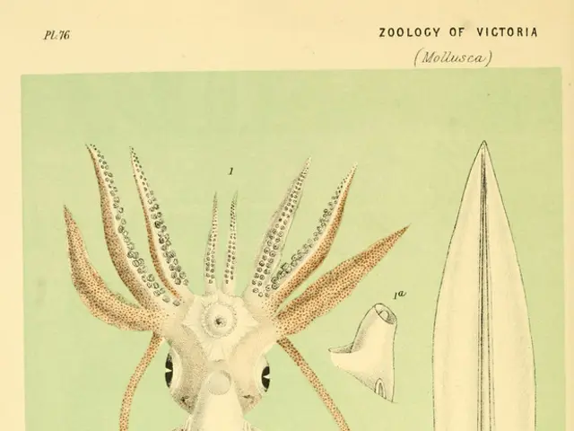 In this image, we can see a picture in that picture there is a squid.