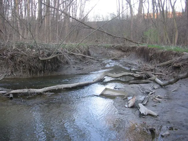 In this image we can see water, trees, wood, ground, hills and sky.