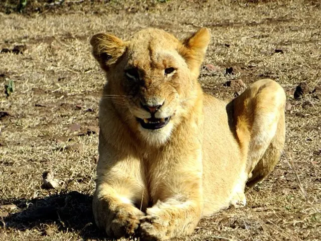 This is lion in the grass.