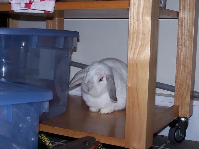 In this picture I can see a rabbit, there is a table with wheels, there are plastic containers and...