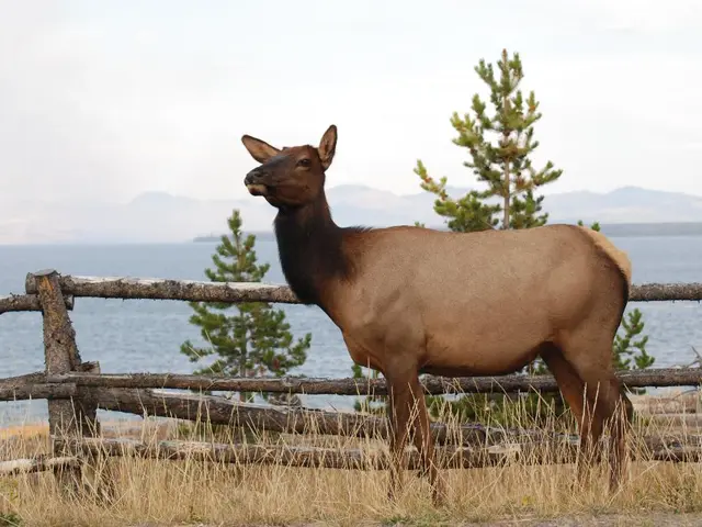 In this picture there is a brown color deer, standing in the front. Behind there is a bamboo...