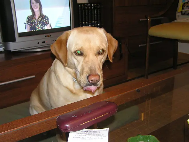 In this picture there is a dog sitting besides a table. On the table there is a spects box. Towards...