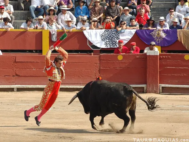 In the image we can see there is a bull standing on the ground and there is a person holding a...