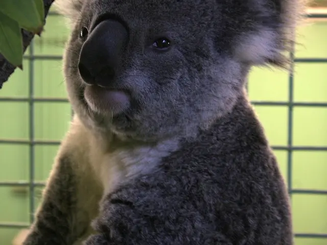 This image consists of an animal. It looks like a koala. It is in black color.