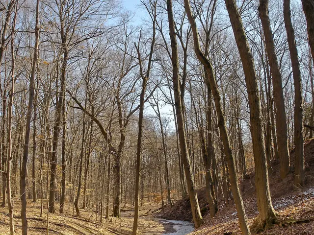 In this image, in the middle there are trees, branches, land, waterstones, sky.