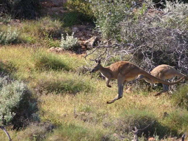 This picture shows couple of kangaroos and we see trees and plants on the ground.