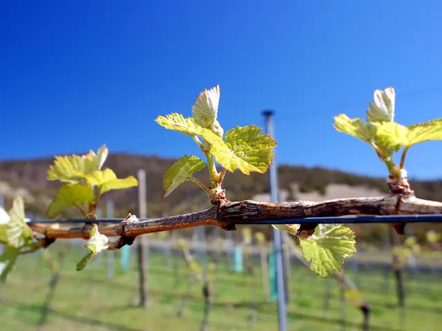 In this image we can see a creeper to the cables, poles, hills and sky.