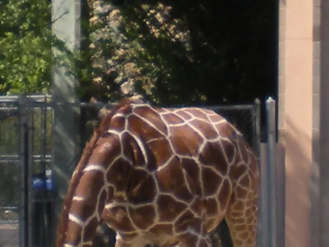 In the image there is a giraffe standing and eating grass which is on the ground. Behind the...