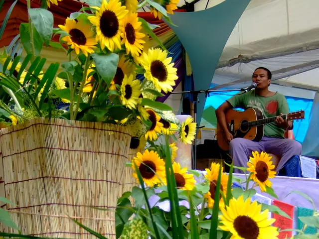 there are sunflowers. at the back a person is sitting , playing guitar and singing. in front of him...