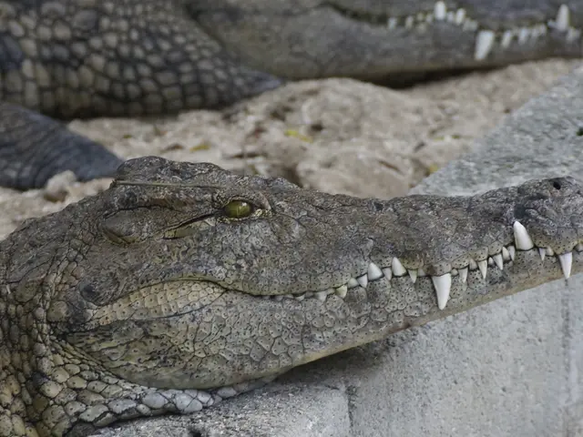 In this picture we can see crocodiles, ground, cement brick are there.