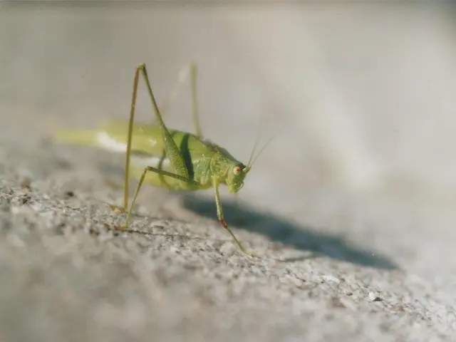 In this image I can see an insect may be on the ground. This image is taken may be during a day.